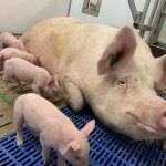sow with piglets